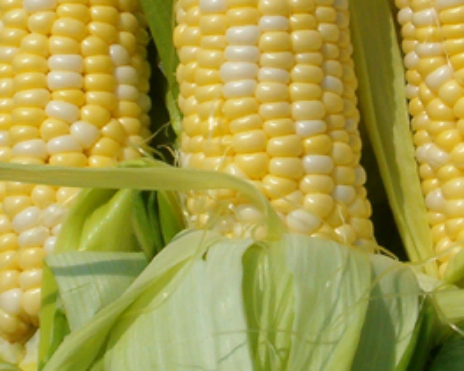 Corn