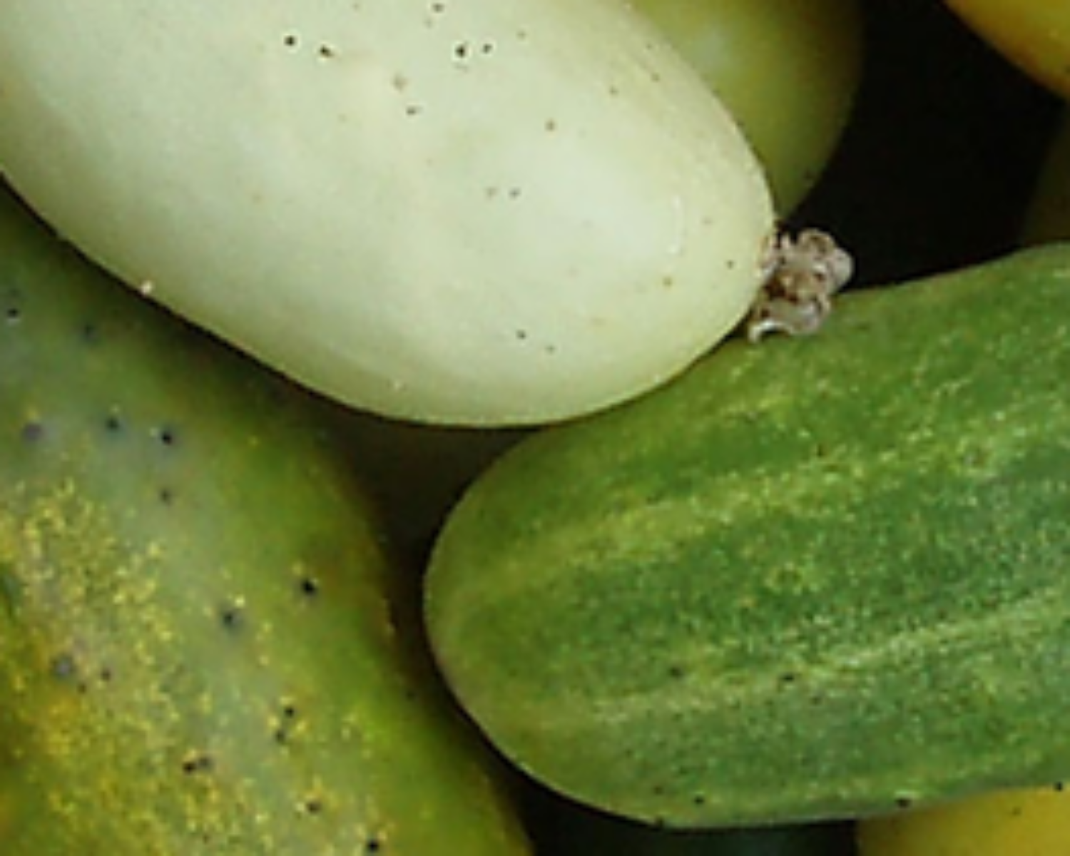 Cucumbers