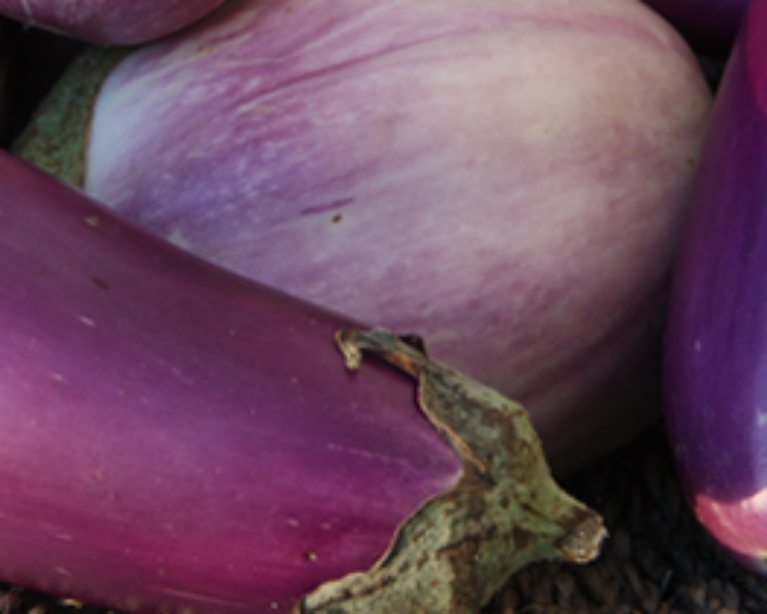 Eggplant