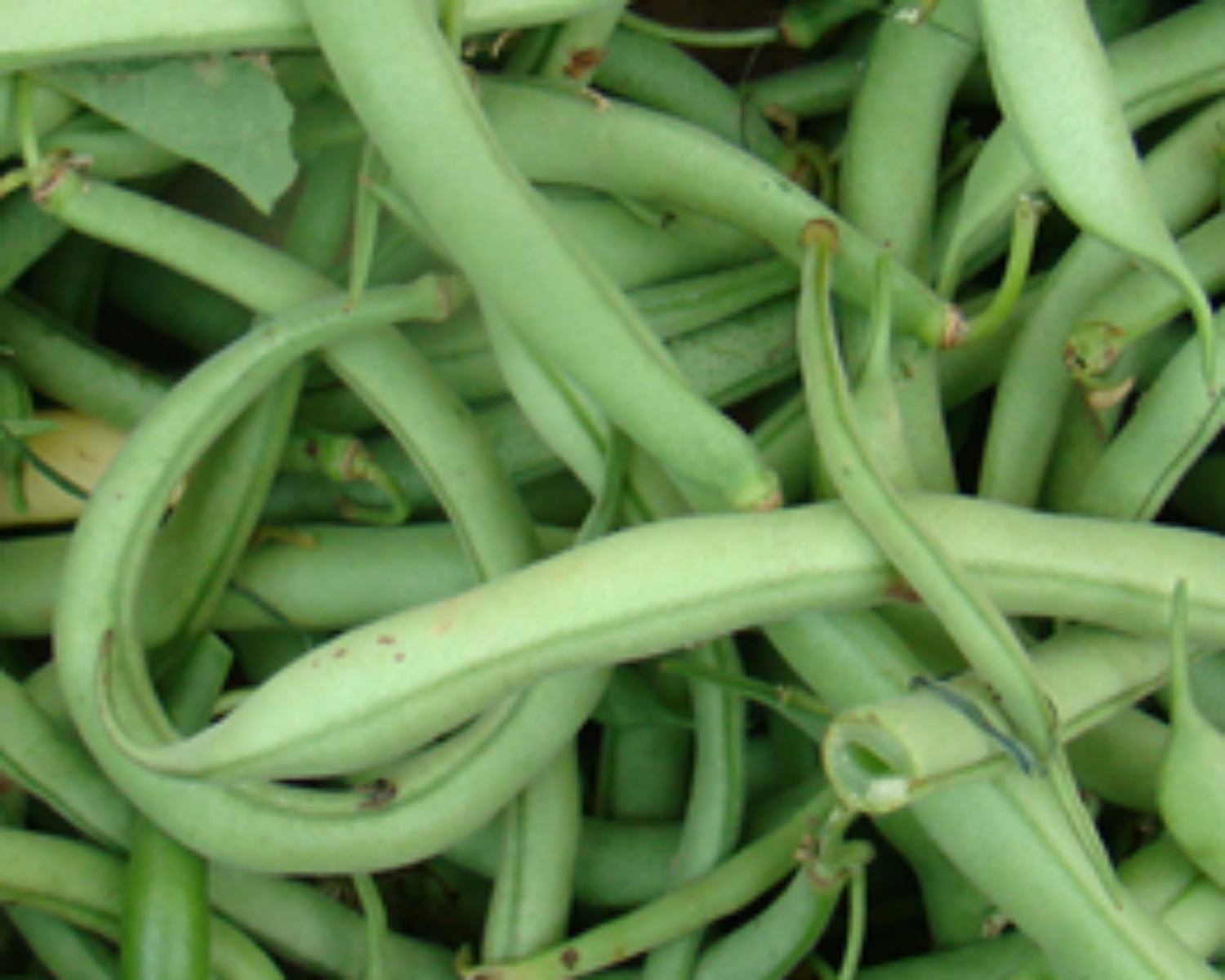 Green Beans