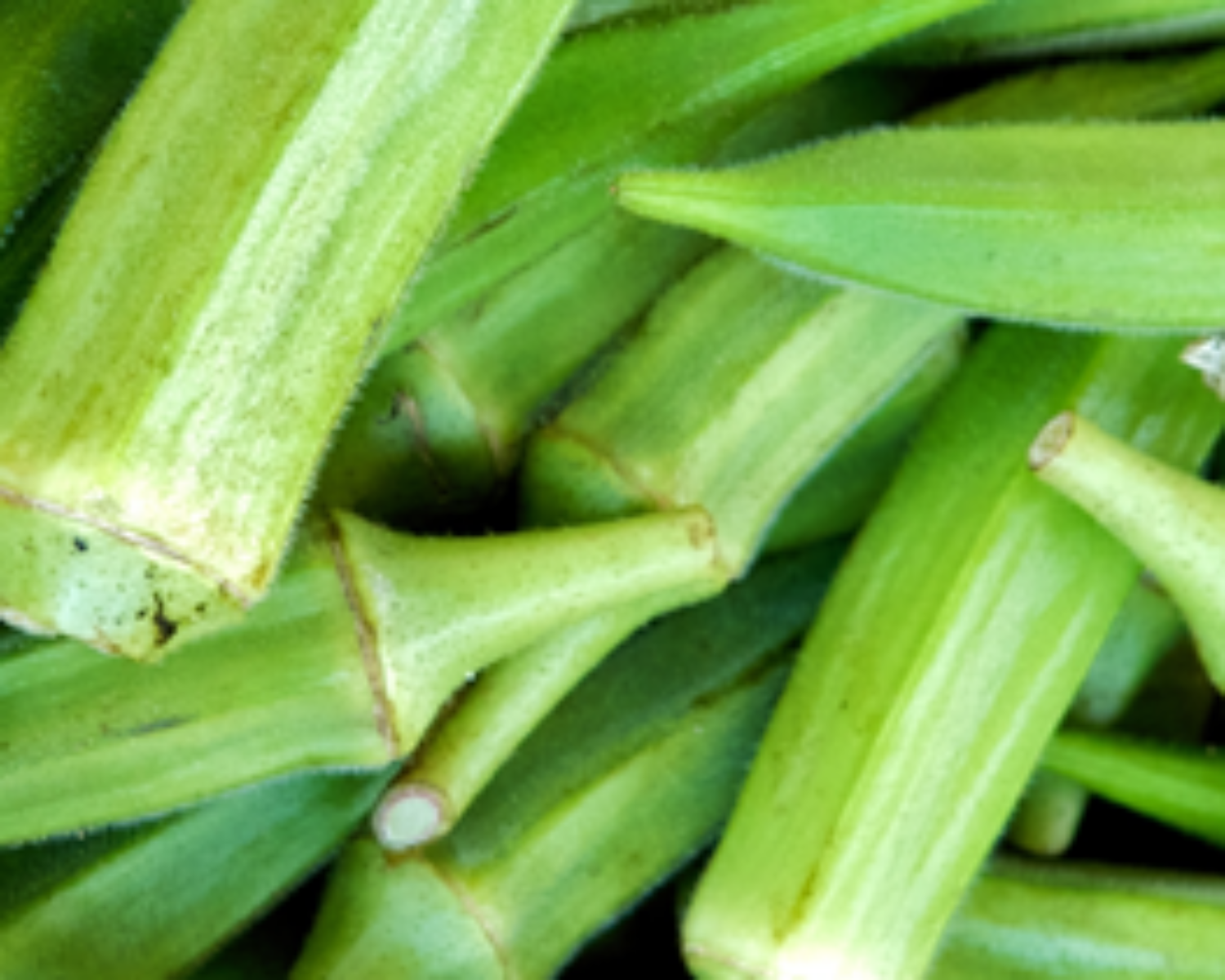 Okra