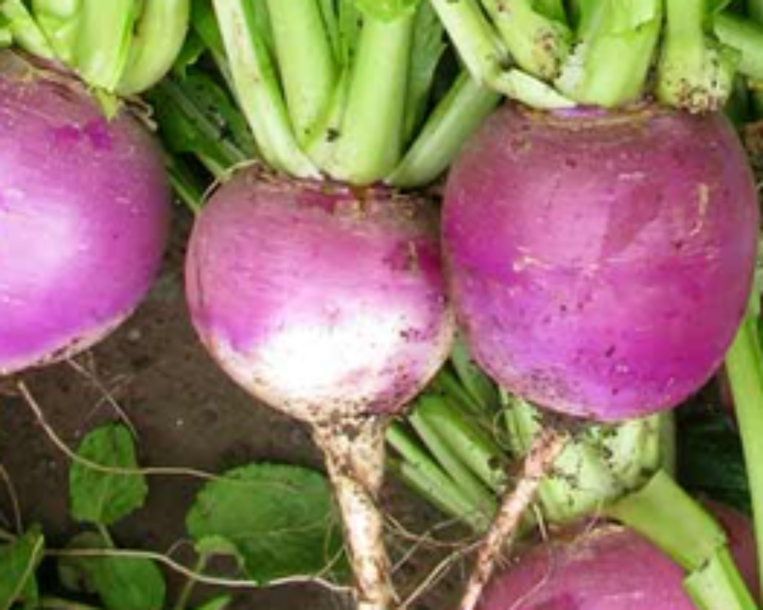 Turnips