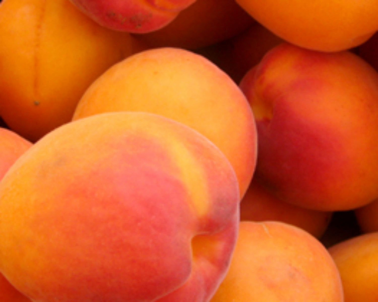 apricots