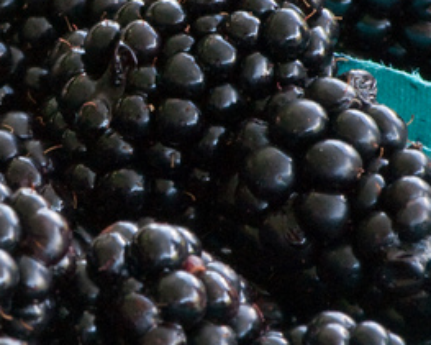 blackberries