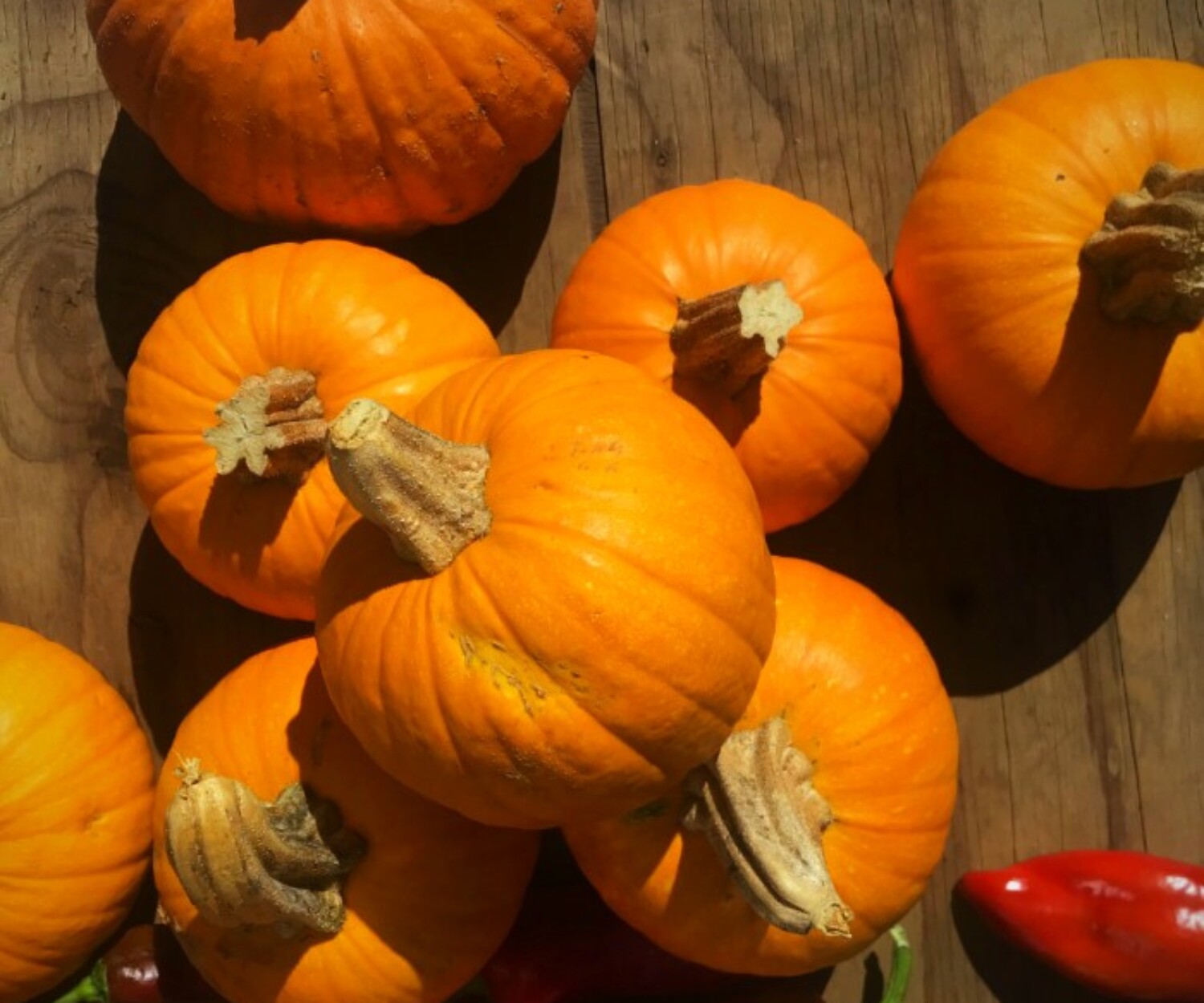 Pumpkins 5b0c9cd7 e692 4bae 894e b96cc538c40c