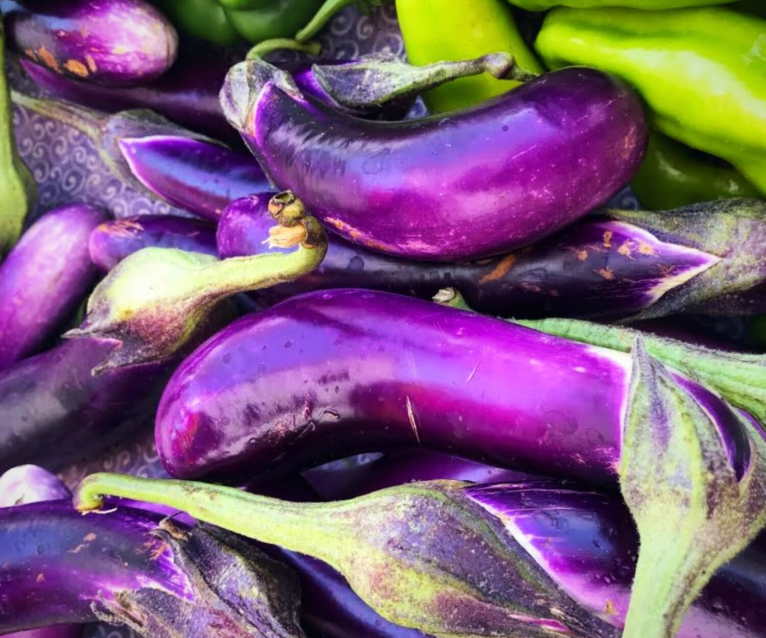 eggplant1