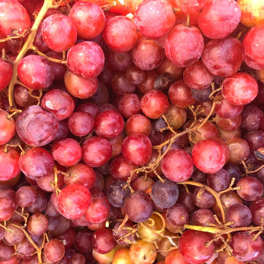 Seedless Grapes Red Information and Facts