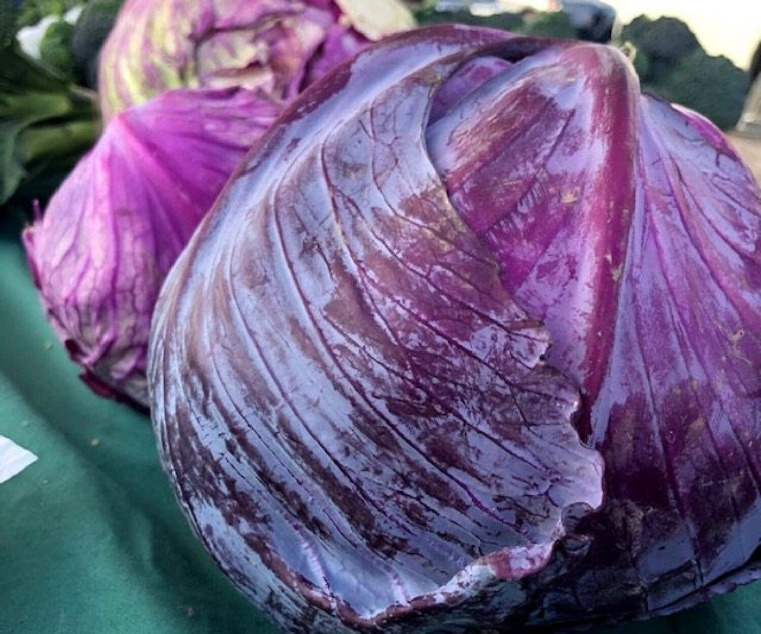 cabbage1