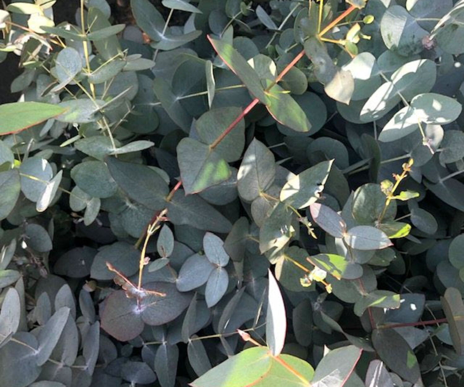 eucalyptus1