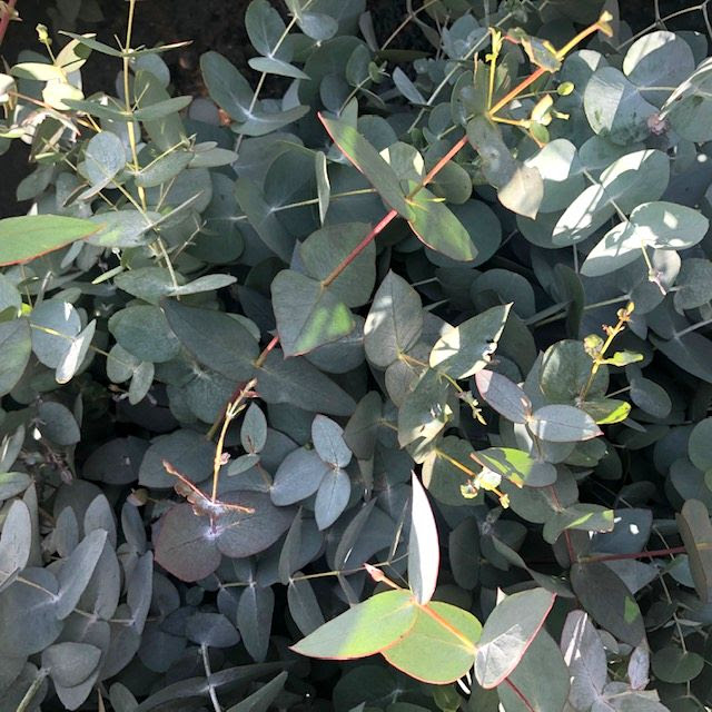Product Highlight: Eucalyptus! - Chico Certified Farmers Market