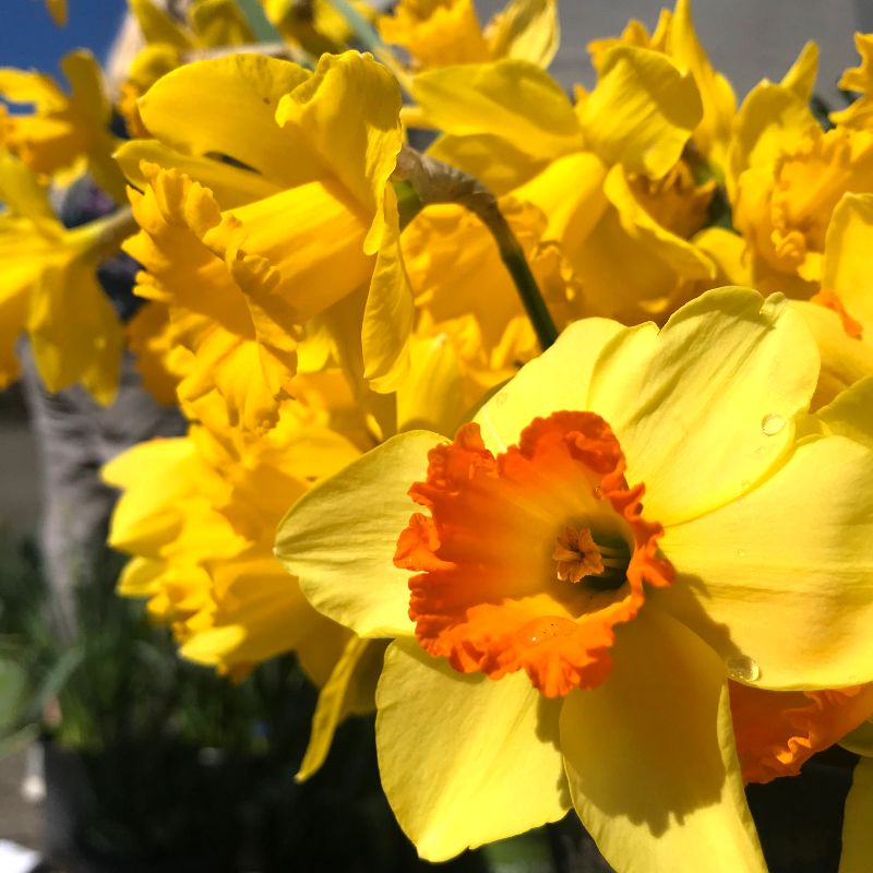 Farmer Feature: Charlie White - The Tulip Guy! - Chico Certified ...