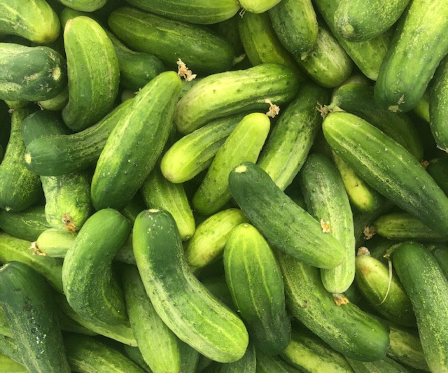 cucumber1