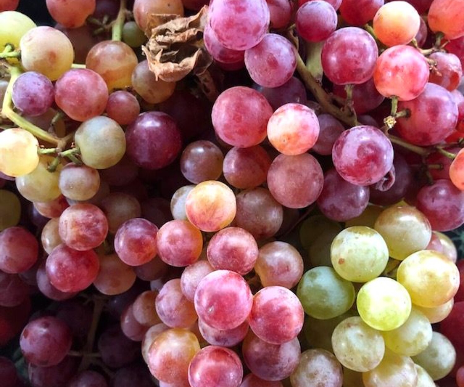 Grapes1dde6fdc 75b9 4624 a2c3 51a3d3876c54