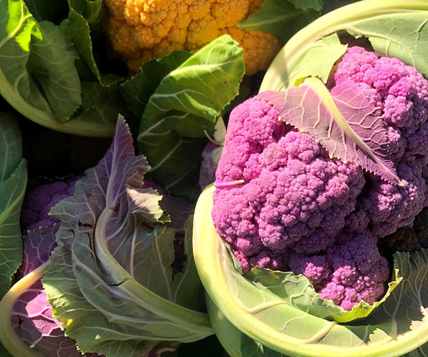 41dd36dd 65be 4971 8d4c 4ff545db030b