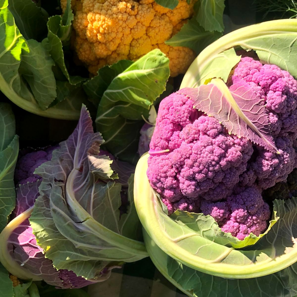 Produce Spotlight: Colorful Cauliflower Season! - Chico Certified