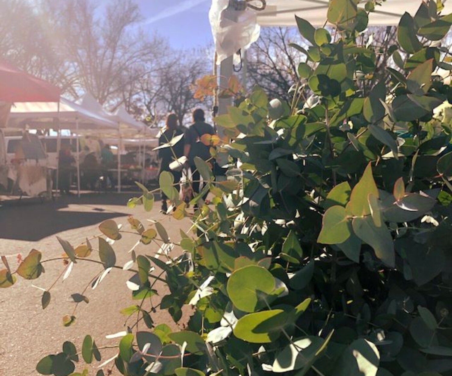 dc6e161a 4508 496f bc11 9df0156ba1ca